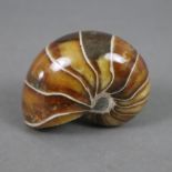 Ammonit - geschliffen, poliert, schöne Maserung, minimale Unebenheiten, ca.6,5 x 5,3 cm, ca.193 g