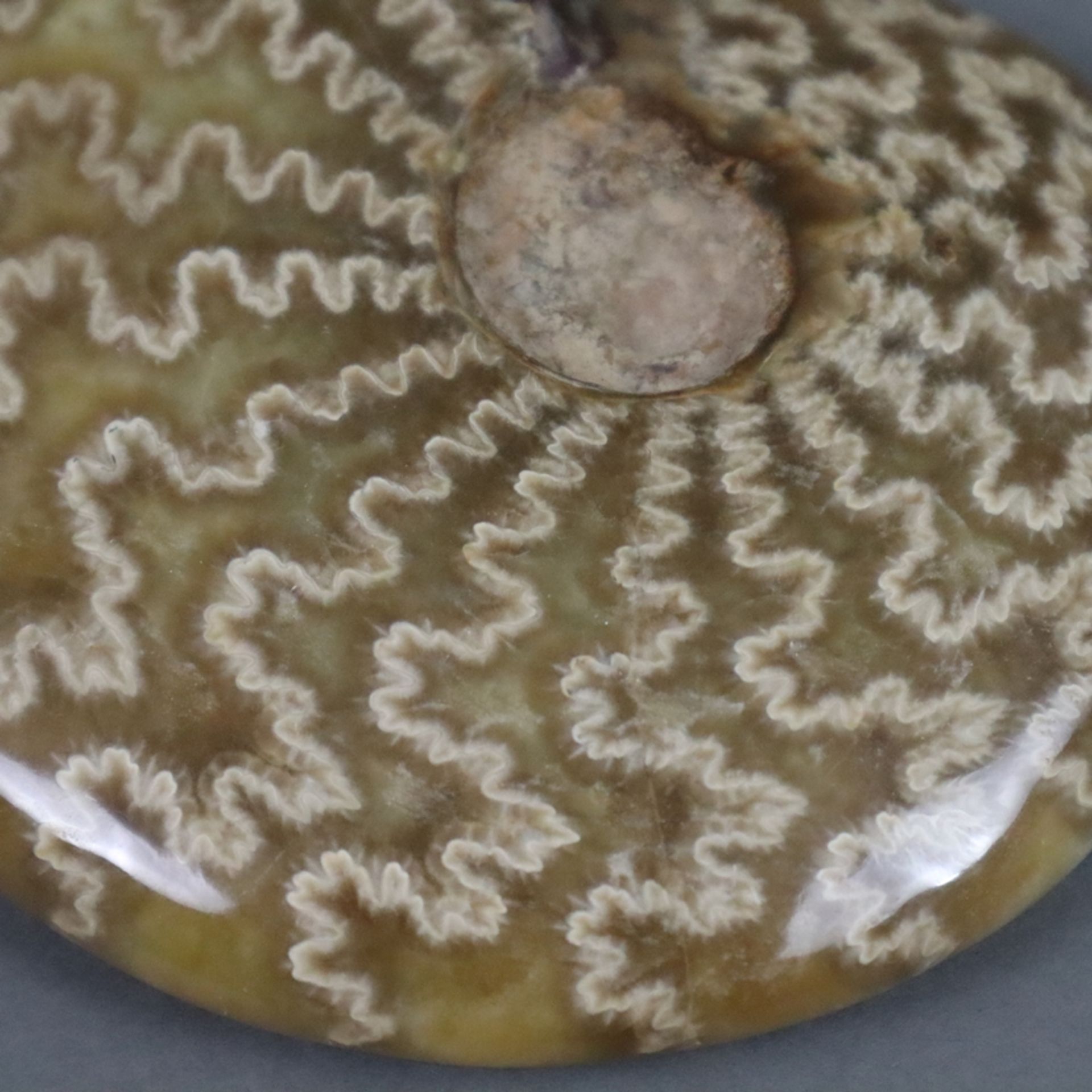 Ammonit - geschliffen, poliert, schöne Maserung ca.10 x 9,5 cm, ca.330 g - Bild 4 aus 6