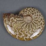 Ammonit - geschliffen, poliert, schöne Maserung ca.10 x 9,5 cm, ca.330 g