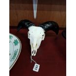 JACHOB RAM SKULL