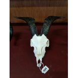 BUCK GOAT SKULL