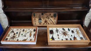 3 CASES OF TAXIDERMY INSECTS