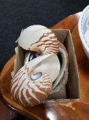 BOX OF OLD SEA SHELLS