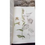 LARGE BOOK IRELANDS WILD ORCHIDS