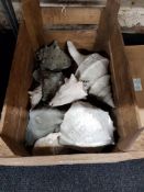 OLD CRATE OF ANTIQUE SEA SHELLS
