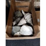 OLD CRATE OF ANTIQUE SEA SHELLS