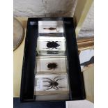 CASED INSECTS