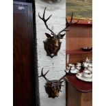 PAIR OF REPRODUCTION ANTIQUE STYLE STAG HEADS