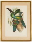 Natural History.- GOULD, J. & RICHTER, H.C. Framed Lithograph Prints. (ca.1843-1863) (4)
