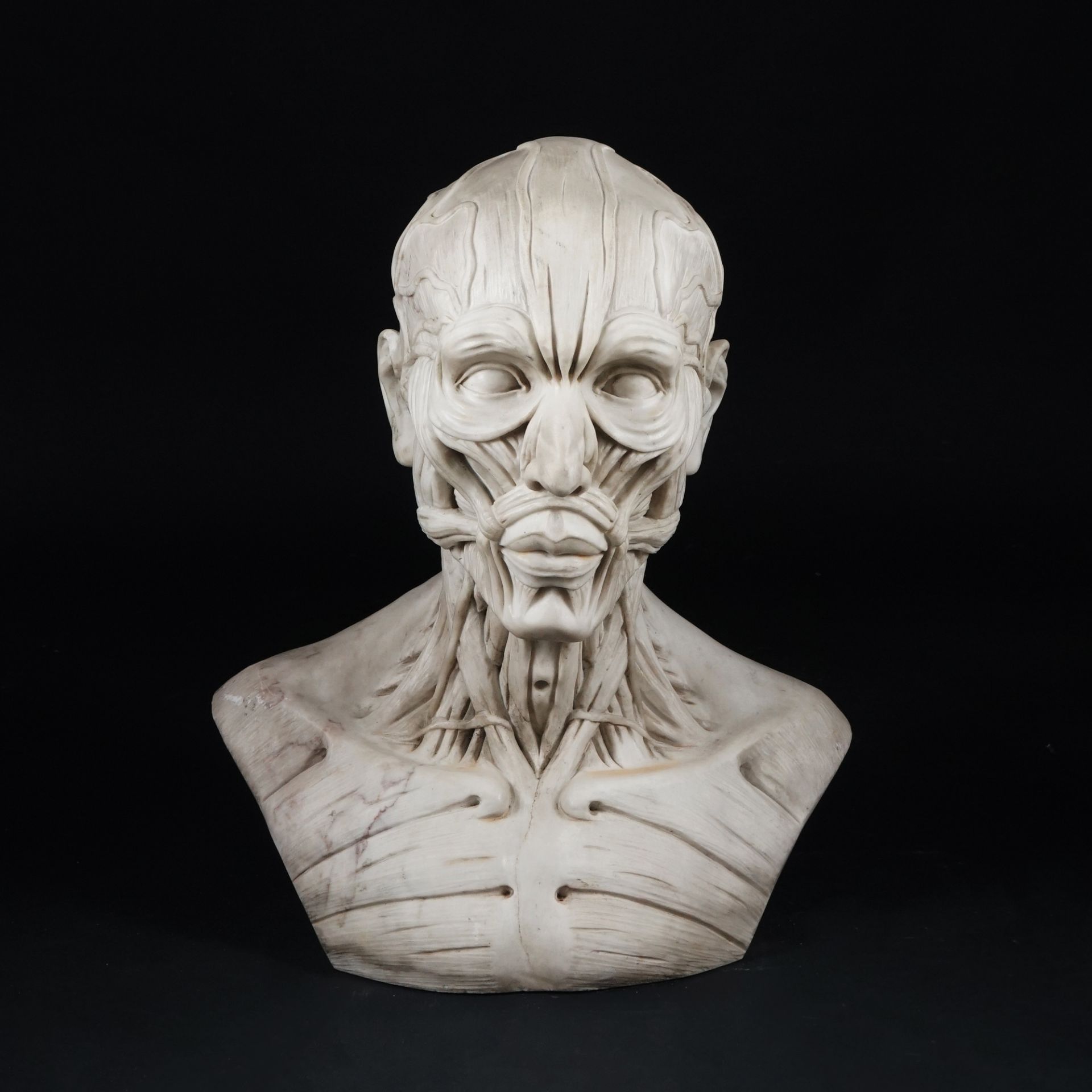 A white marble anatomical male bust