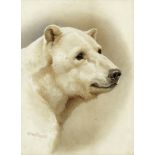 Helena Maguire (British, 1860-1909) Study of a polar bear
