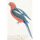 REICHENBACH (HEINRICH GOTTLIEB LUDWIG) Two studies of parrots, [c.1845-60] (2)