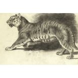 Archibald Thorburn (British, 1860-1935) Study of a tiger