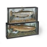 Two late 20th century cased stuffed and mounted trout (2)