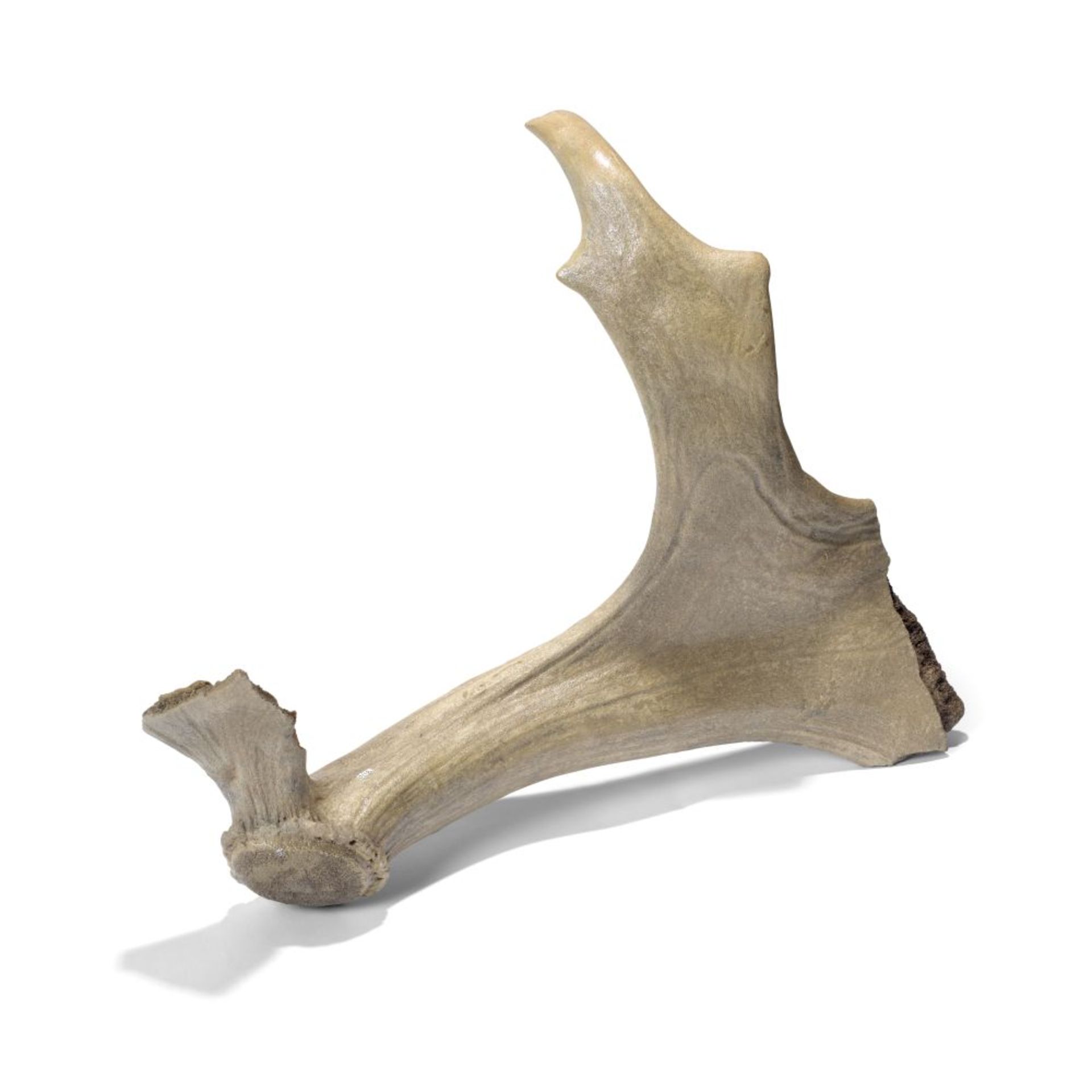 A SECTION OF GIANT IRISH ELK ANTLER