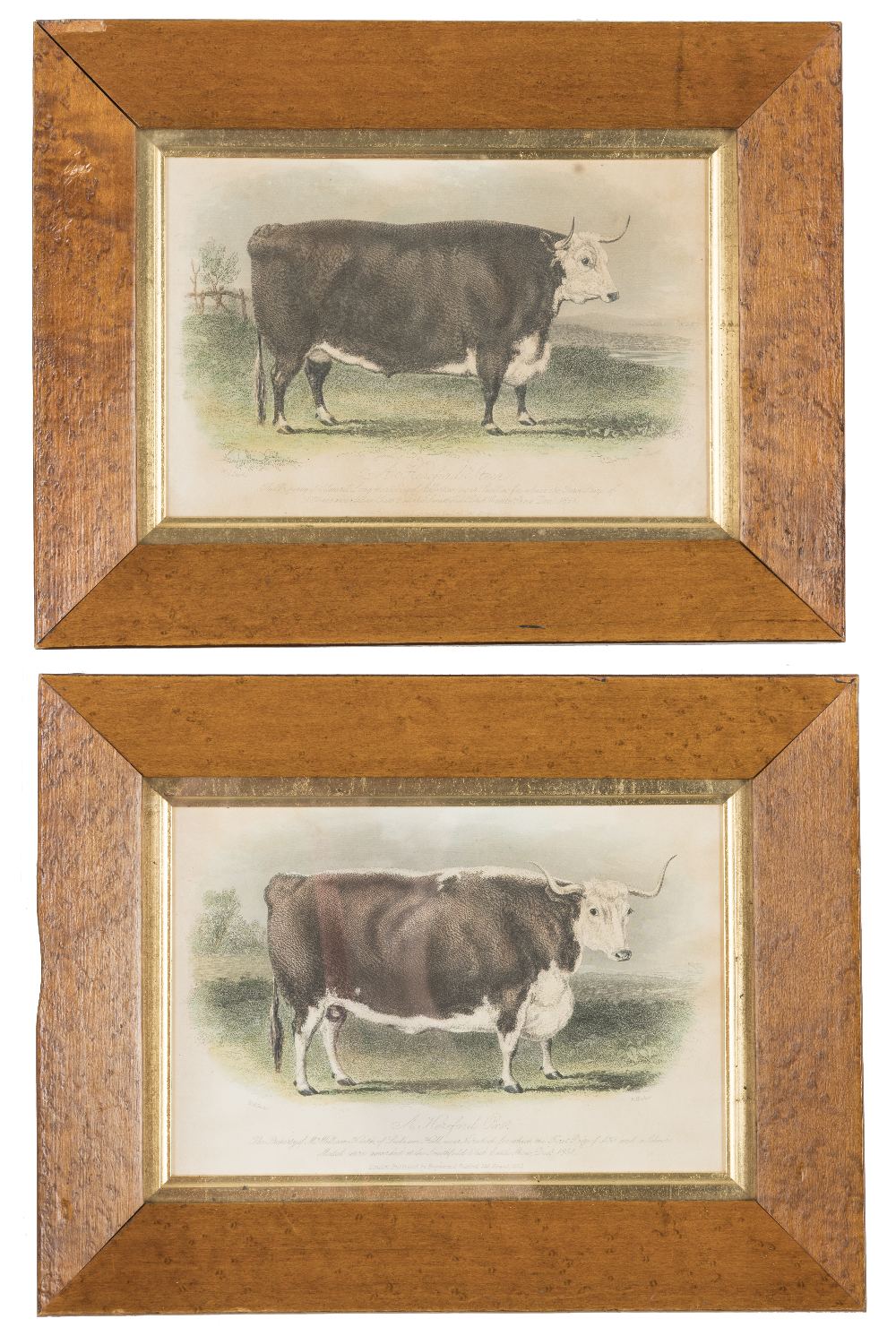 A SET OF SIX FRAMED VICTORIAN NAIVE DRAWINGS OF ANIMALS (8) - Image 3 of 3