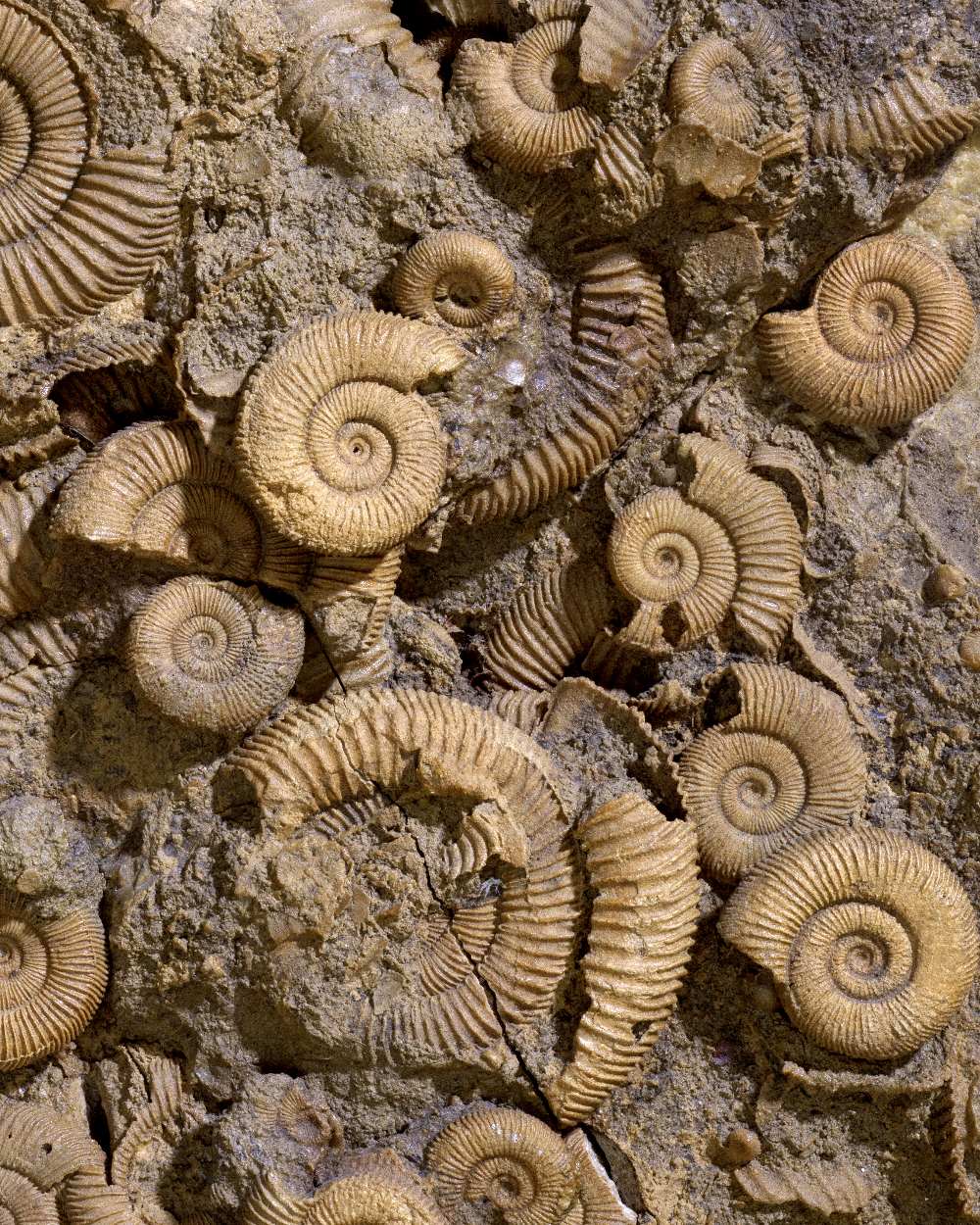 THREE AMMONITE MORTALITY CLUSTER SLABS (3) - Bild 2 aus 3