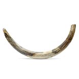 A COMPLETE MAMMOTH TUSK