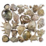 A LARGE COLLECTION OF DECORATIVE SHELLS (qty)