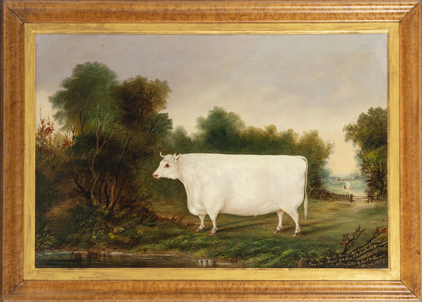 ENGLISH SCHOOL, 19TH CENTURY A prize winning white Ox in a landscape Inscribed 'Prize Ox age 3 1/...