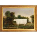 ENGLISH SCHOOL, 19TH CENTURY A prize winning white Ox in a landscape Inscribed 'Prize Ox age 3 1/...