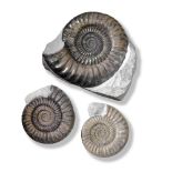 THREE POLISHED PARACORONICERAS AMMONITE SPECIMENS (3)