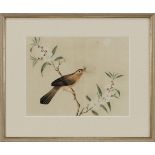 Two Chinese watercolours, on paper, of birds Late 19th Century Together with two Botanical prints...