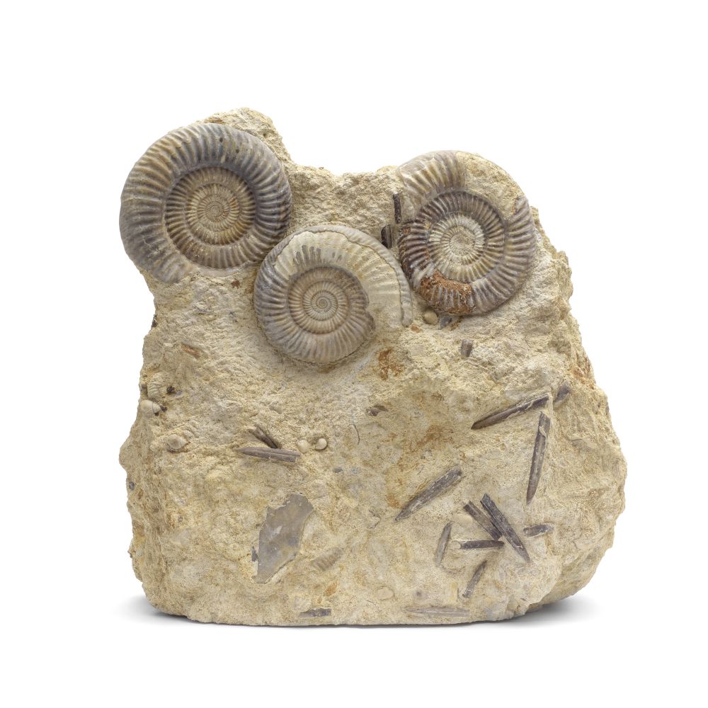 A LARGE AMMONITE ORTHOCONE AND AMMONITE MORTALITY GROUP