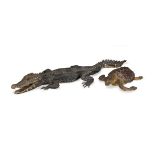 A TAXIDERMY MOUNTED JUVENILE CROCODILE AND A FULL MOUNTED HAWKSBILL TURTLE (2)