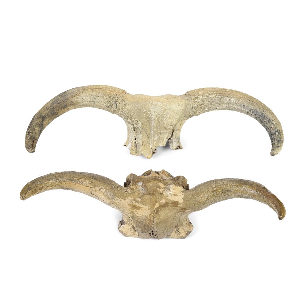 AURUCH SKULL AND HORNS (2)