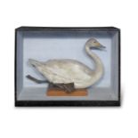 A TAXIDERMY MOUNTED BEWICK SWANCygnus bewickii