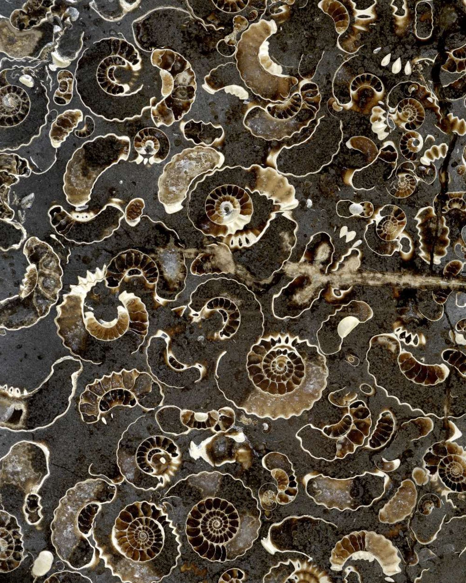 AN IMPRESSIVE MARSTON MARBLE AMMONITE SLAB - Bild 2 aus 4