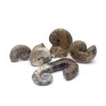 AN INTERESTING GROUP OF FIVE AMMONITES (5)