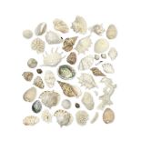 OF CONCHOLOGICAL INTEREST: A COLLECTION OF SEA SHELLS AND CORALS