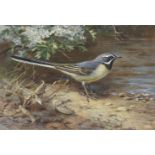 Archibald Thorburn (British, 1860-1935) Grey wagtail