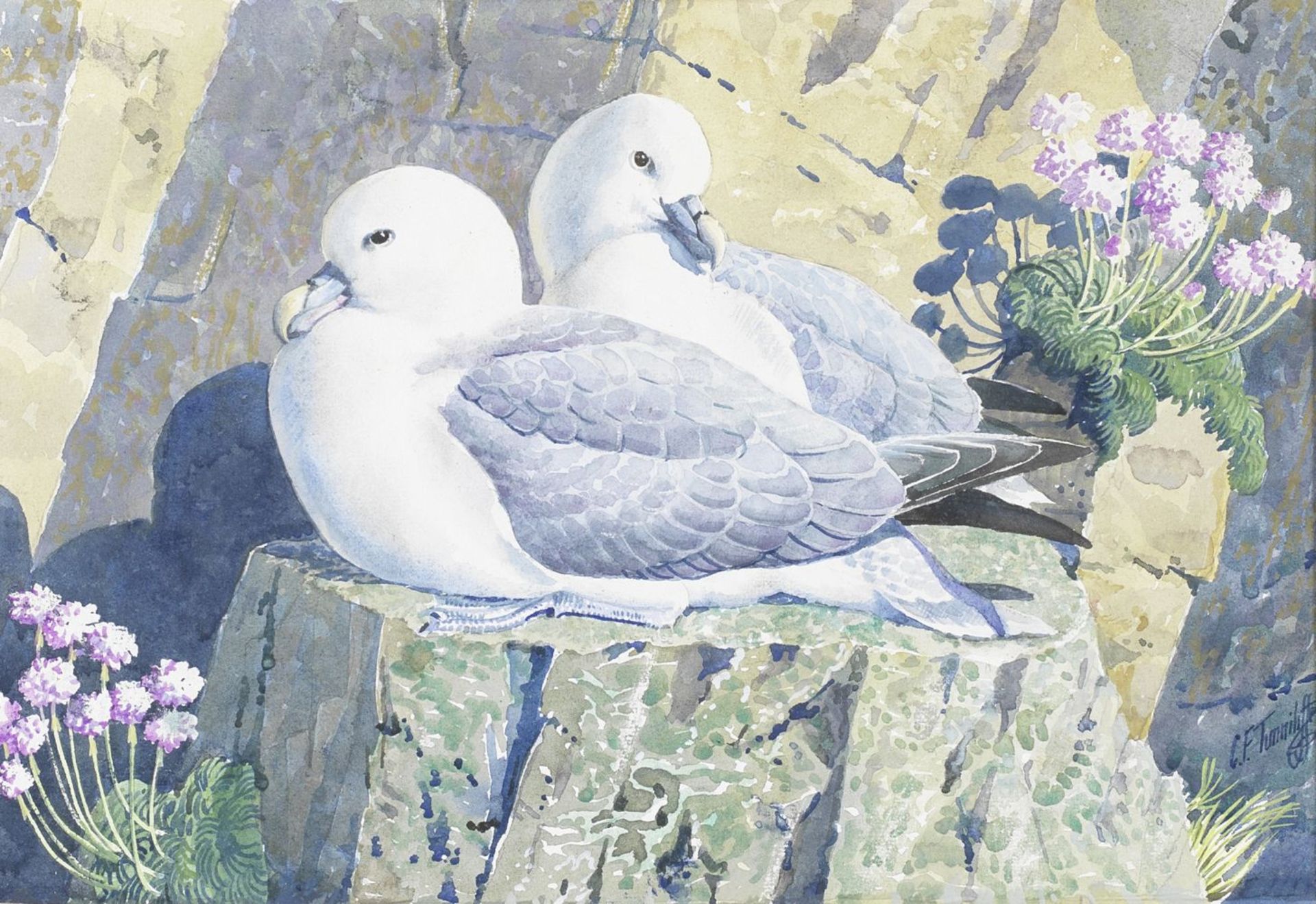 Charles Frederick Tunnicliffe O.B.E., R.A. (British, 1901-1979) Fulmars Sitting on a Rocky Ledge