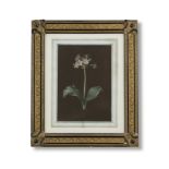 Attributed to Ethel Ridley (active England, 19th Century) Study of an auricula
