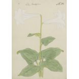 English School, circa 1800 Black lily; and Heart-leaved lily (2)