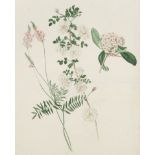 Johann Knapp (Vienna 1788-1833) Studies of Sainfoin, rhododendron and hoya carnosa; and Study of ...