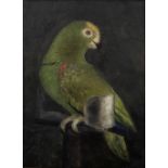 English School (19th Century) A green parrot