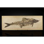 Important poisson fossile Large Fossil Fish