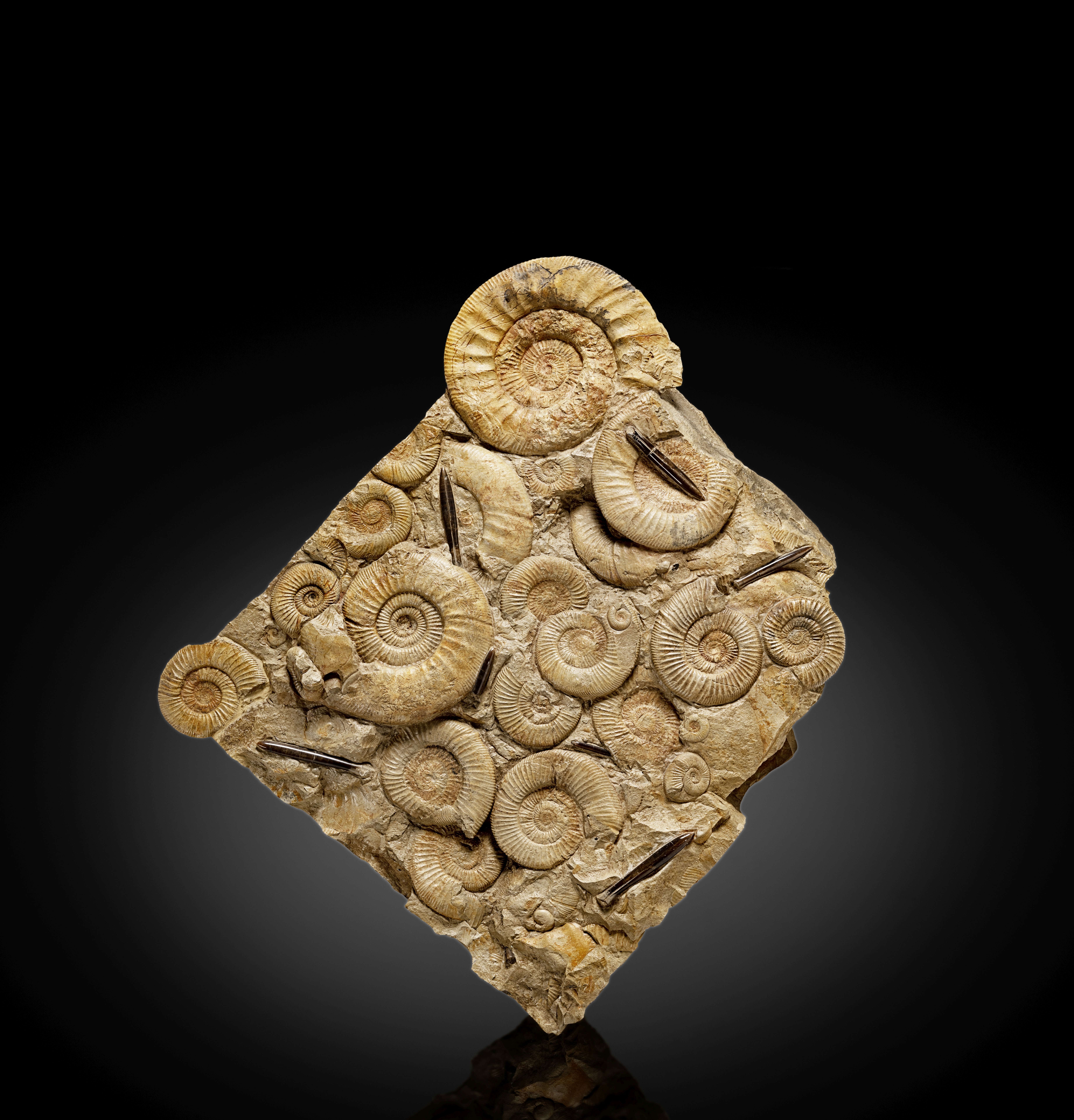 Fond de mer fossile pr&#233;sentant des ammonites et des belemnites Seabed with Ammonites and Bel...