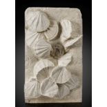 Ensemble de coquilles Saint-Jacques fossiles avec un oursin Fossilized Scallops with Sea Urchin