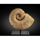 Rare et importante ammonite avec support Rare, Immense Ammonite with Stand