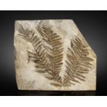 Foug&#232;re fossile Fossil Fern Plate