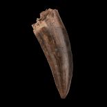 Dent de T.rex T.rex tooth