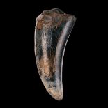 Dent de T.rex T.rex tooth