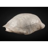 Grande tortue fossile Large Fossil Tortoise