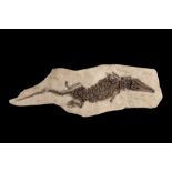 Rare crocodile fossile de Bosnie Rare Crocodile Fossil from Bosnia