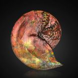 Exceptionnelle ammonite iridescente &#224; surface mate Exceptional Iridescent Ammonite with Aes...